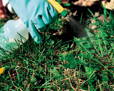 Weed Control, Carson City, NV Weed Control, Carson City, NV